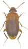 Nargus sp.